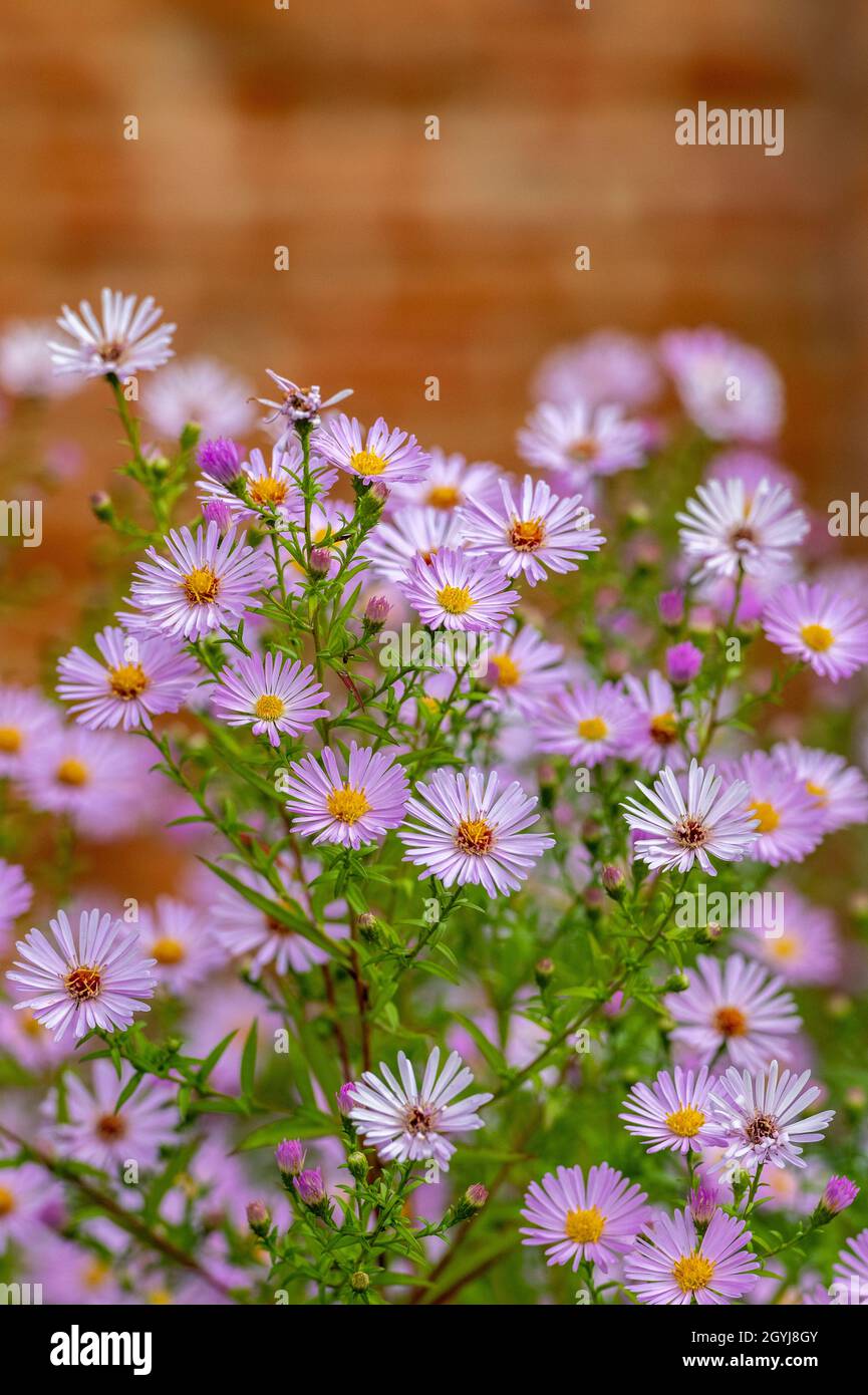 Michaelmas daisies, symphyotrichum, eurybia x herveyi, of the aster family, late summer and autumn border flowering plants Stock Photo