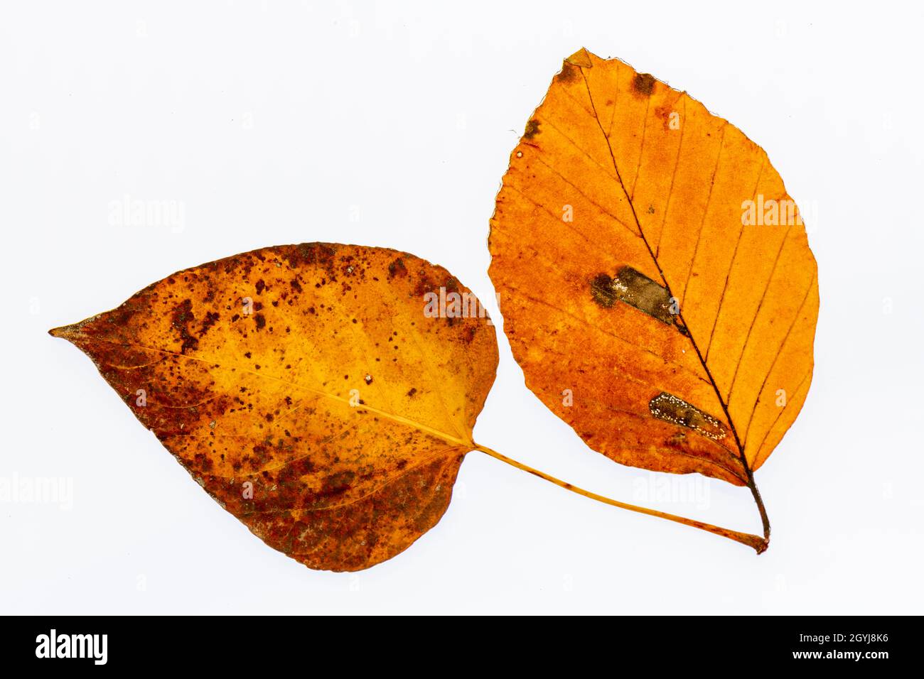 close-up of autumn leaves with plain white background. colourful autumn ...