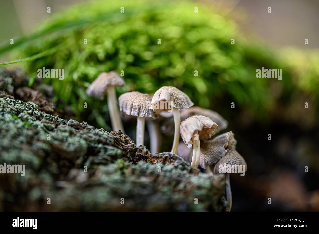 A few small mushrooms and moss grow on a tree stump. Stock Photo