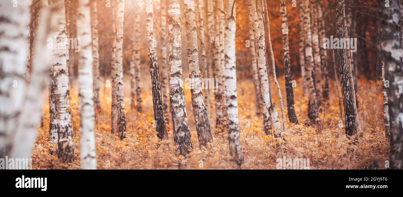 Beautiful birch forest on the yellow sunny background Stock Photo - Alamy
