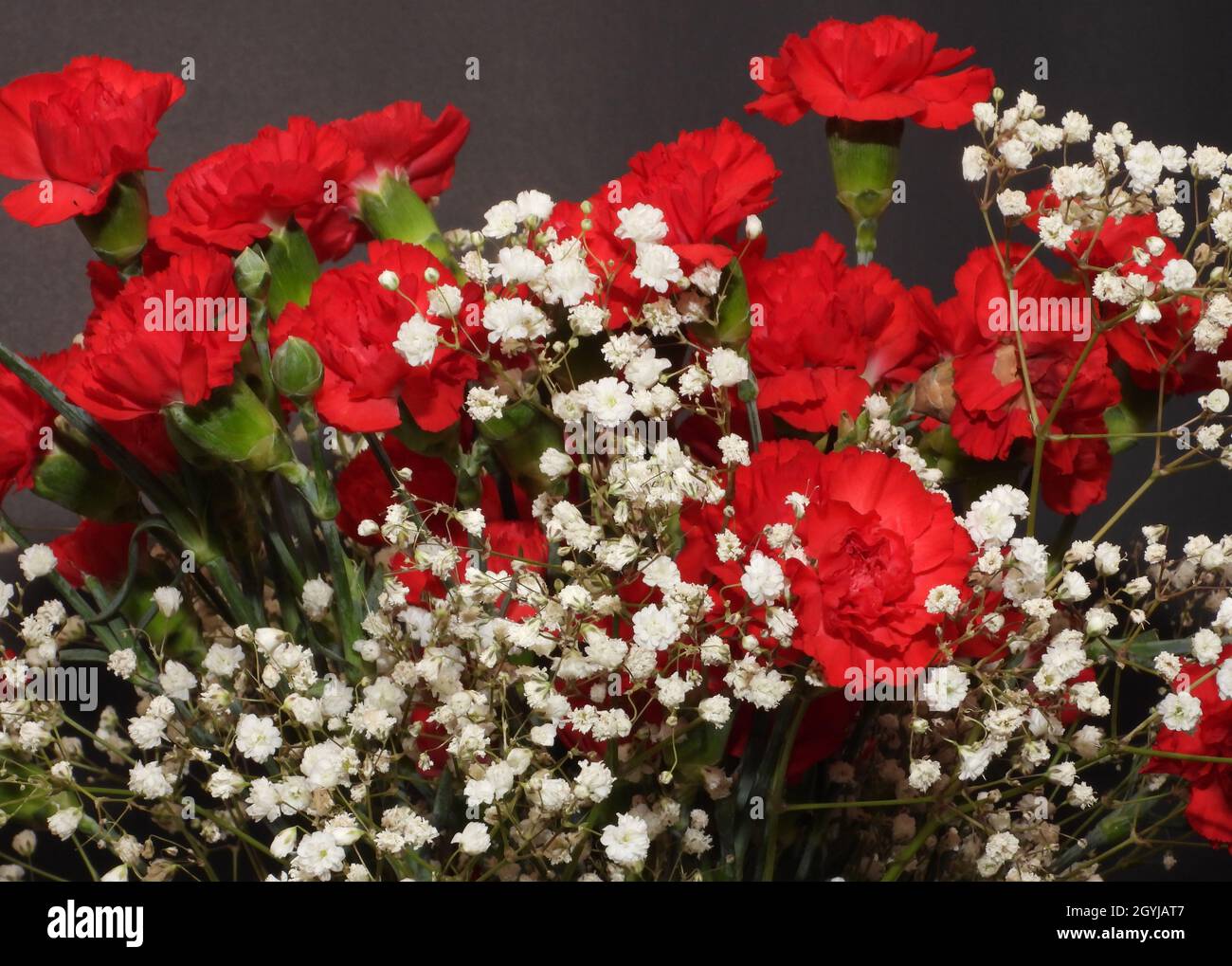 Babys breath and carnation hires stock photography and images Alamy