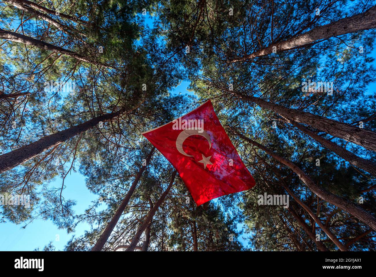 Turkish flag soaring among the trees Stock Photo