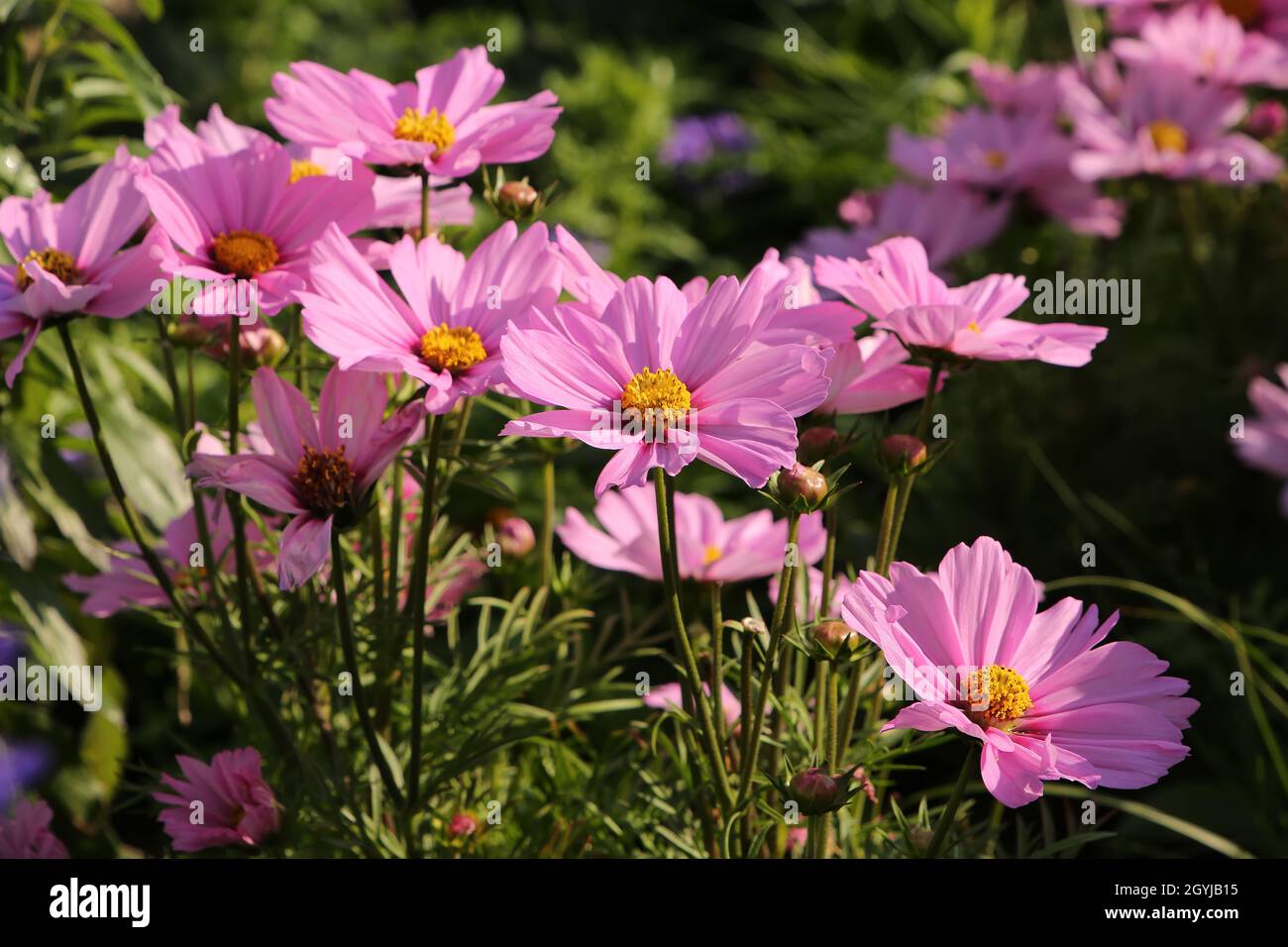 Beautiful pink flowers with yellow center in a natural garden green setting, situated in a public park, Alesund, Norway. Stock Photo