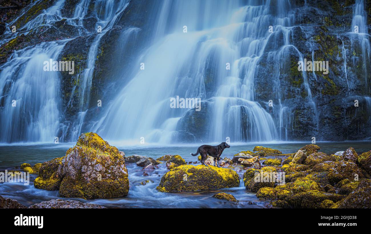 A dog at the Gollinger Wasserfall. The Gollinger wasserfall (sometimes named Gollingfall or Schwarzbachfall) is one of the most gorgeous waterfalls in Stock Photo