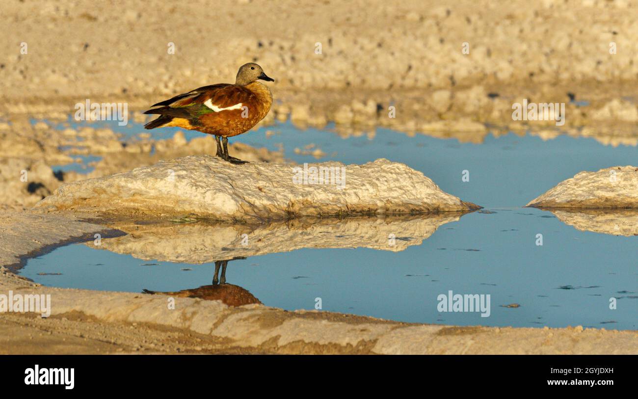 South African Shellduck Northern Namibia Stock Photo