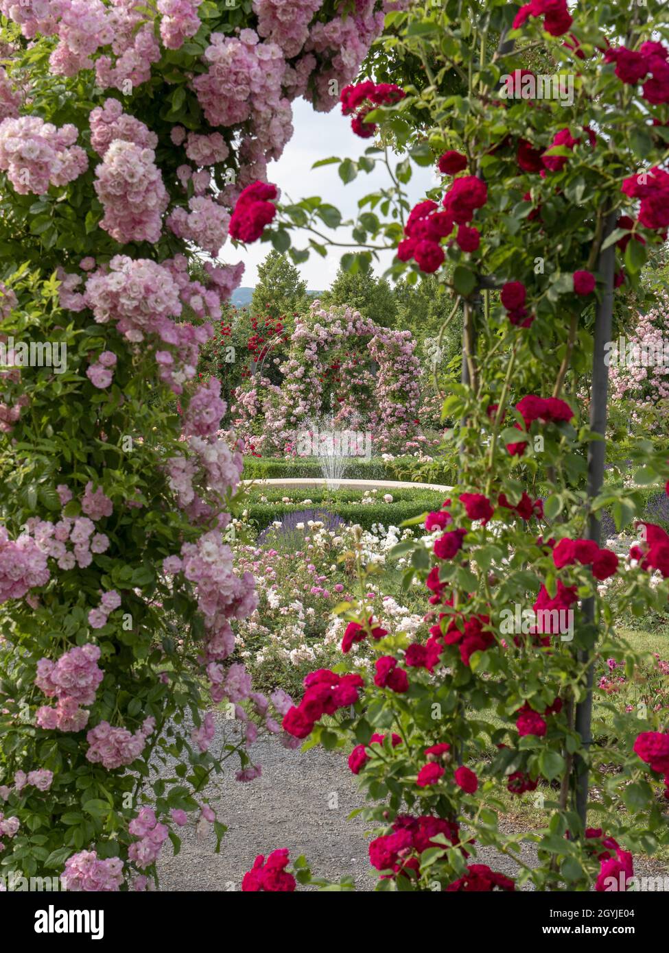 Blossom rose arch hi-res stock photography and images - Alamy