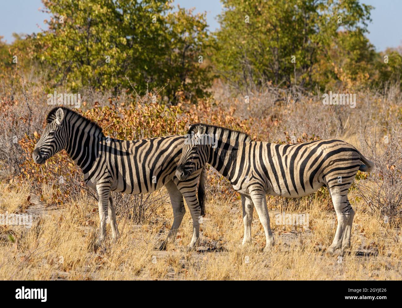 Hartmann's Mountain Zebras in Northern Namibia Stock Photo