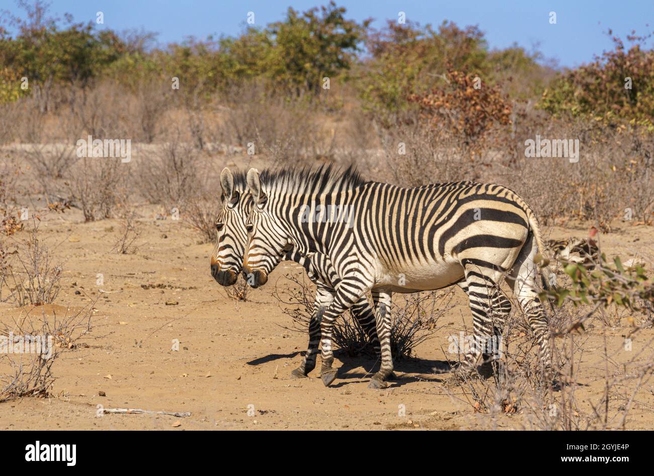 Hartmann's Mountain Zebras in Northern Namibia Stock Photo