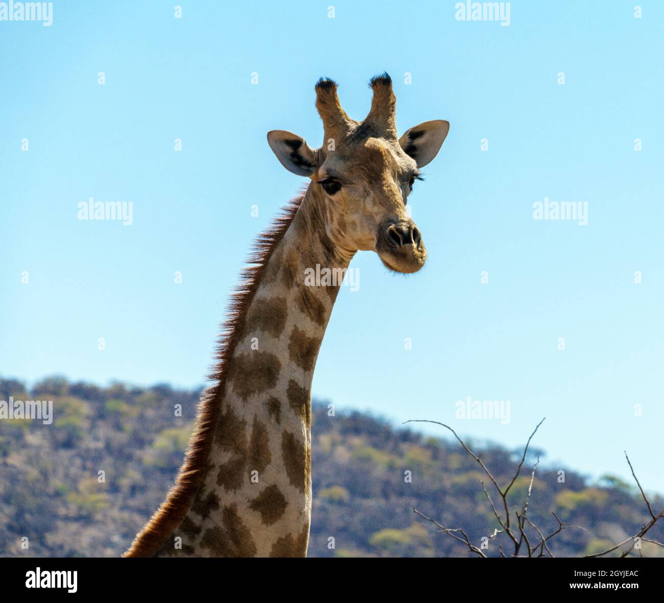 Giraffe portrait Northern Namibia Stock Photo