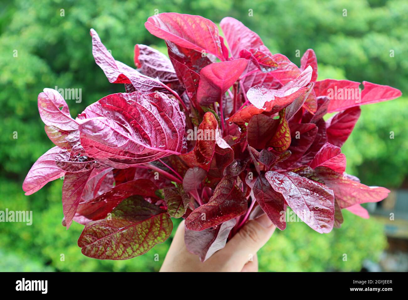 Bunch of Vibrant Color Fresh Red Spinach or in Hand Against Blurry Green Foliage Stock Photo