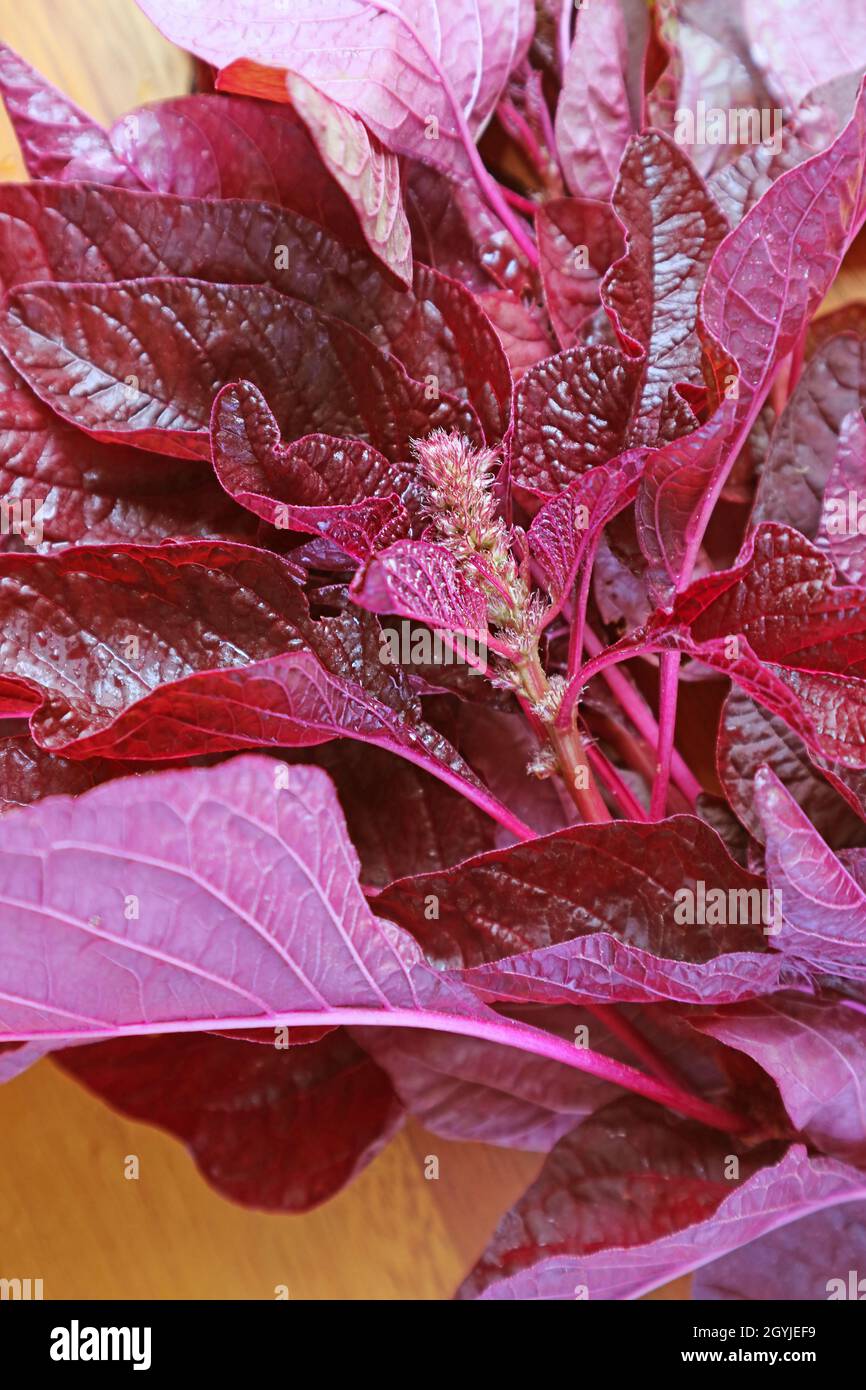 Closeup of Gorgeous Color Fresh Organic Red Spinach or Amaranthus Dubius Stock Photo