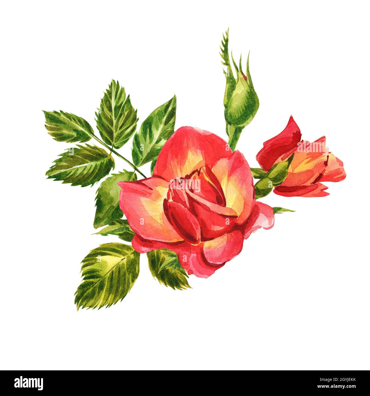 Roses set. Watercolor illustration of a delicate pink rose. Botanical ...