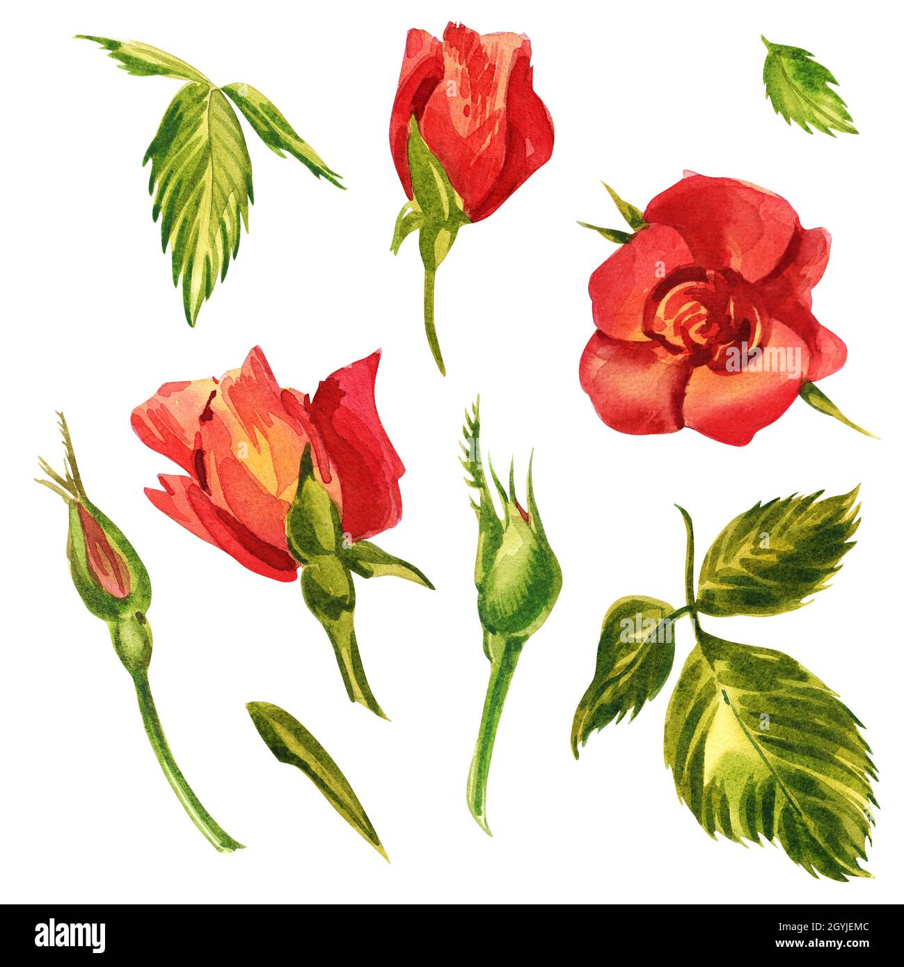 Roses set. Watercolor illustration of a delicate pink rose. Botanical ...