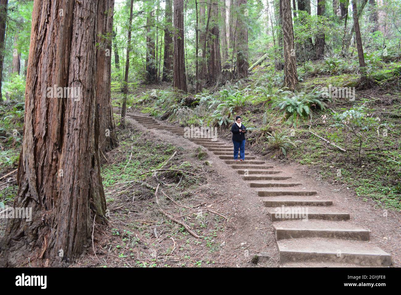 Walking inside the forest. Muir Woods Stock Photo