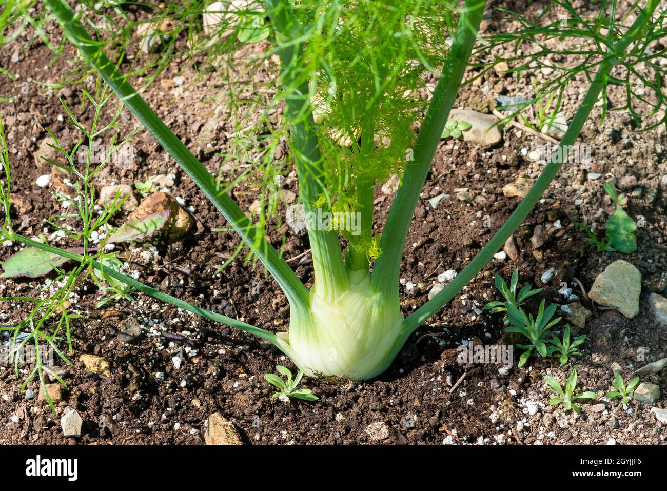 A closeup of an organic kohlrabi vegetable with a turnip like root vegetable and long green leafy stalks growing out of the plant. Stock Photo