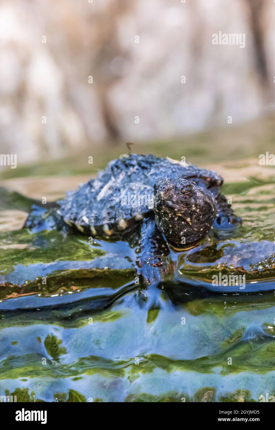 Baby snapping turtle hi-res stock photography and images - Alamy
