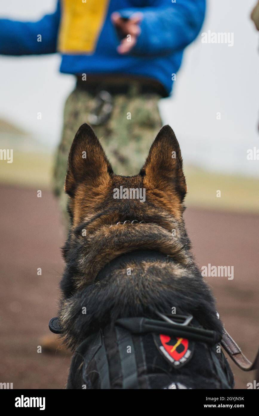 200108-N-NB144-0071 YOKOSUKA, Japan (Jan. 8, 2020) Military working dog ...