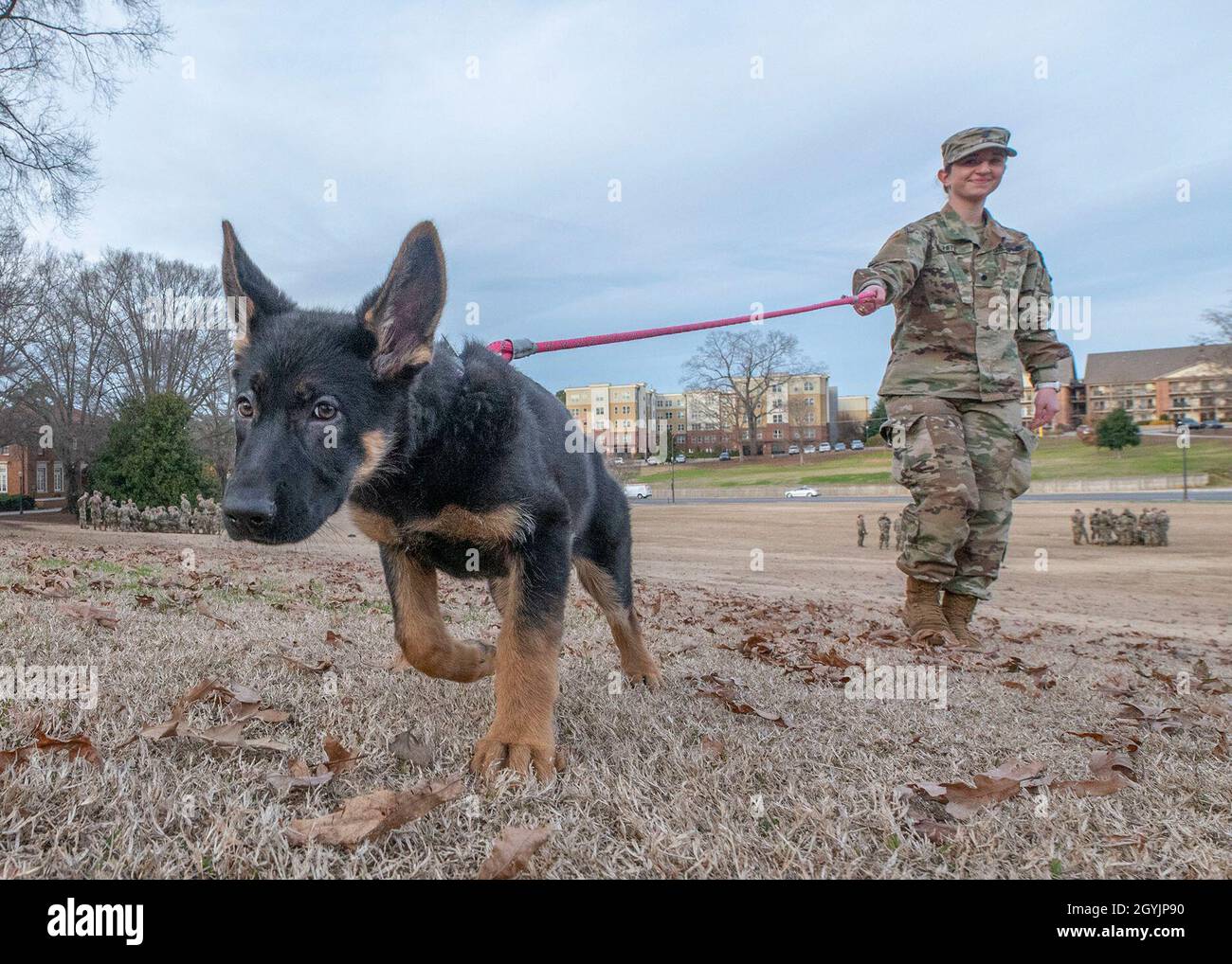 Clemson University Army Reserve Officers’ Training Corps cadet Elizabeth Hite, a senior studying math, walks Cleo the puppy on Clemson’s Bowman Field before an “actions on the objective” field exercise, Jan. 9, 2020. (Photo by Ken Scar) Stock Photo