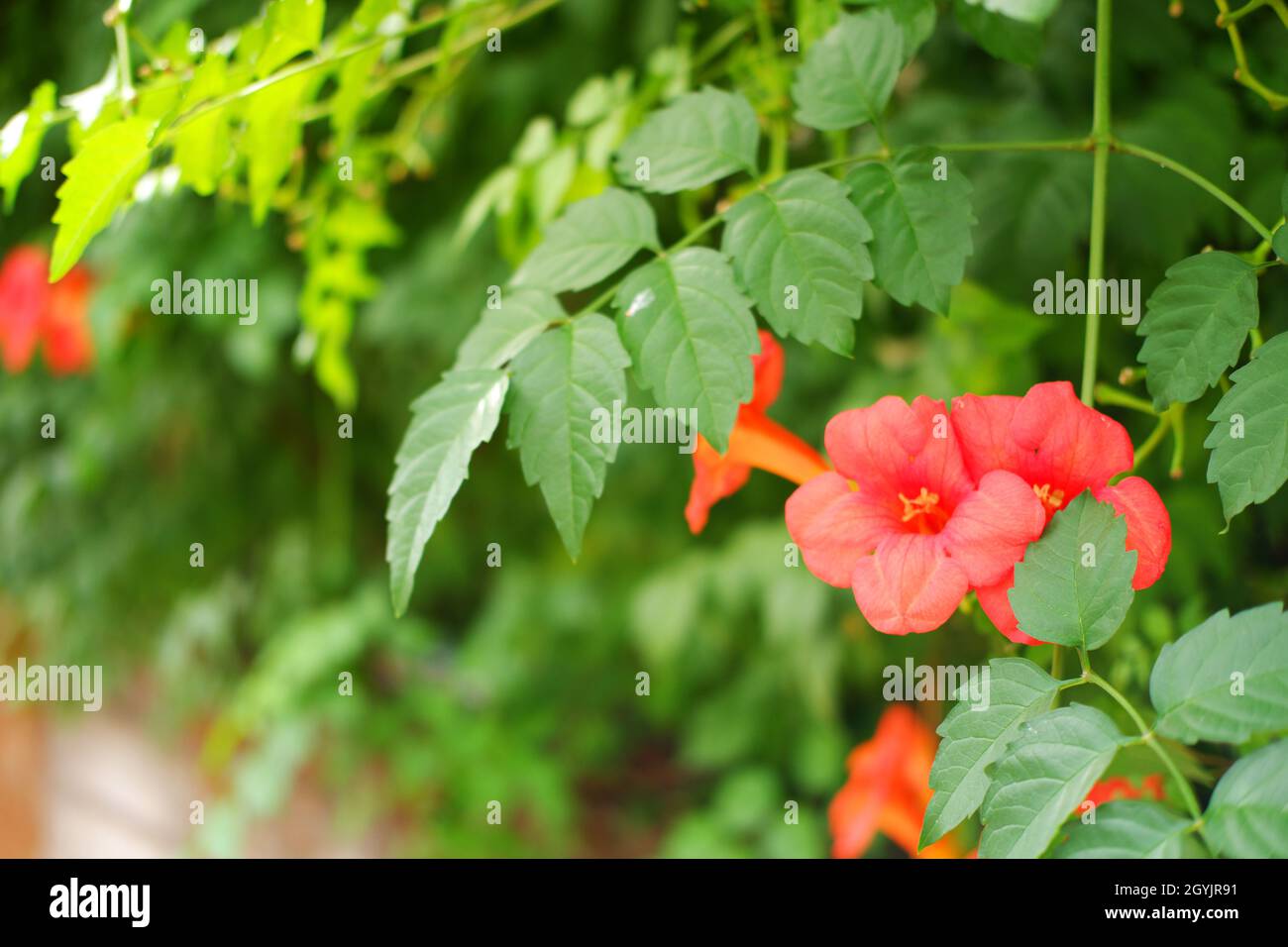 Pink Trumpet Vine Flower -campsis radicans- on Wall in a sunny Summer Day Outdoor Stock Photo