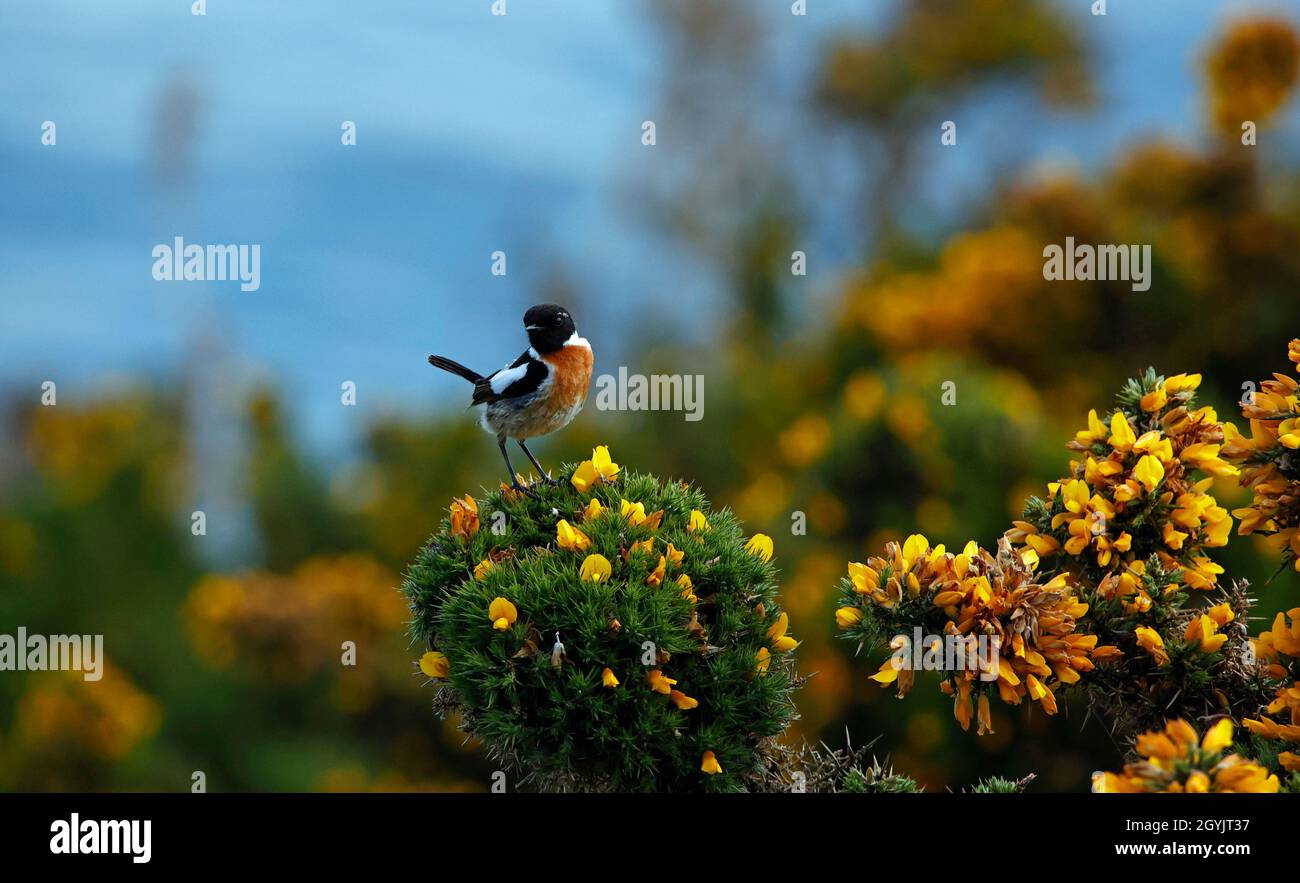 Stonechats perched on a flowering gorse bush on the coast Stock Photo
