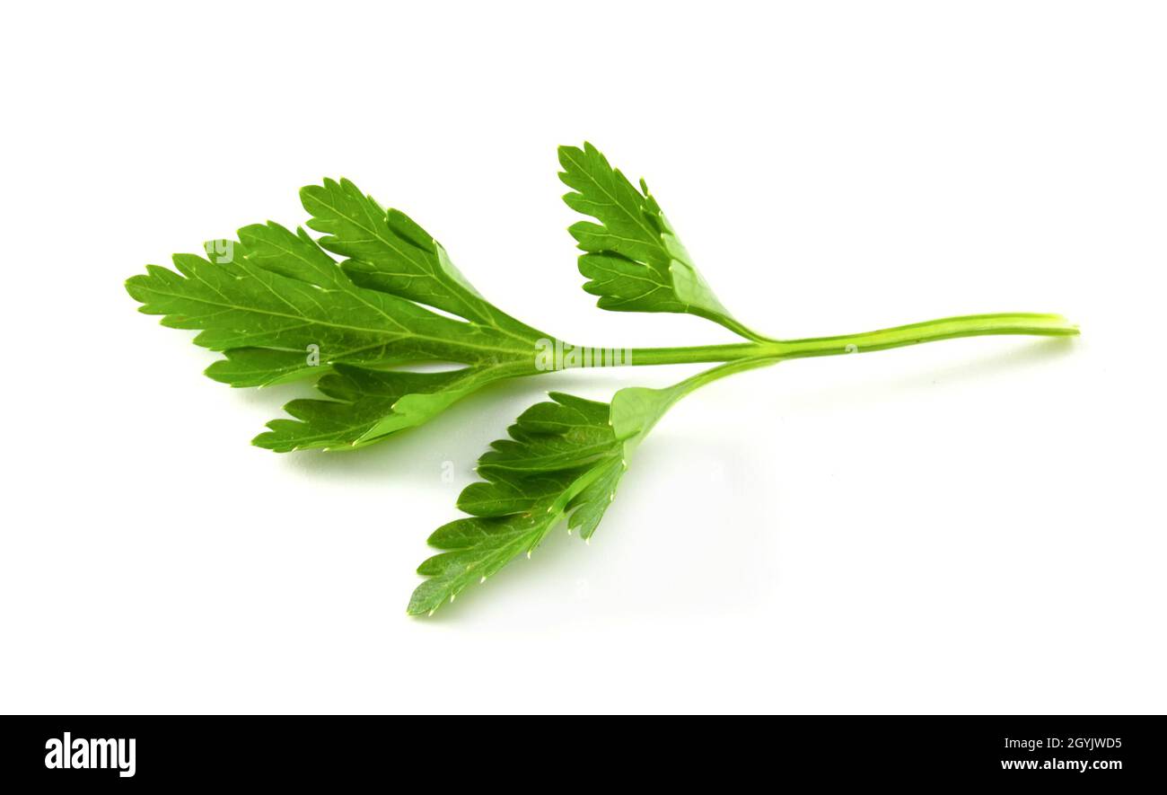 flat leaf parsley close up isolated on white background. Stock Photo