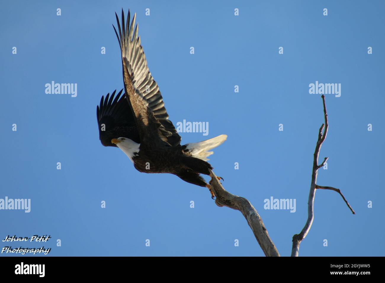 Bald eagle opening its wings to fly in a blue heaven Stock Photo