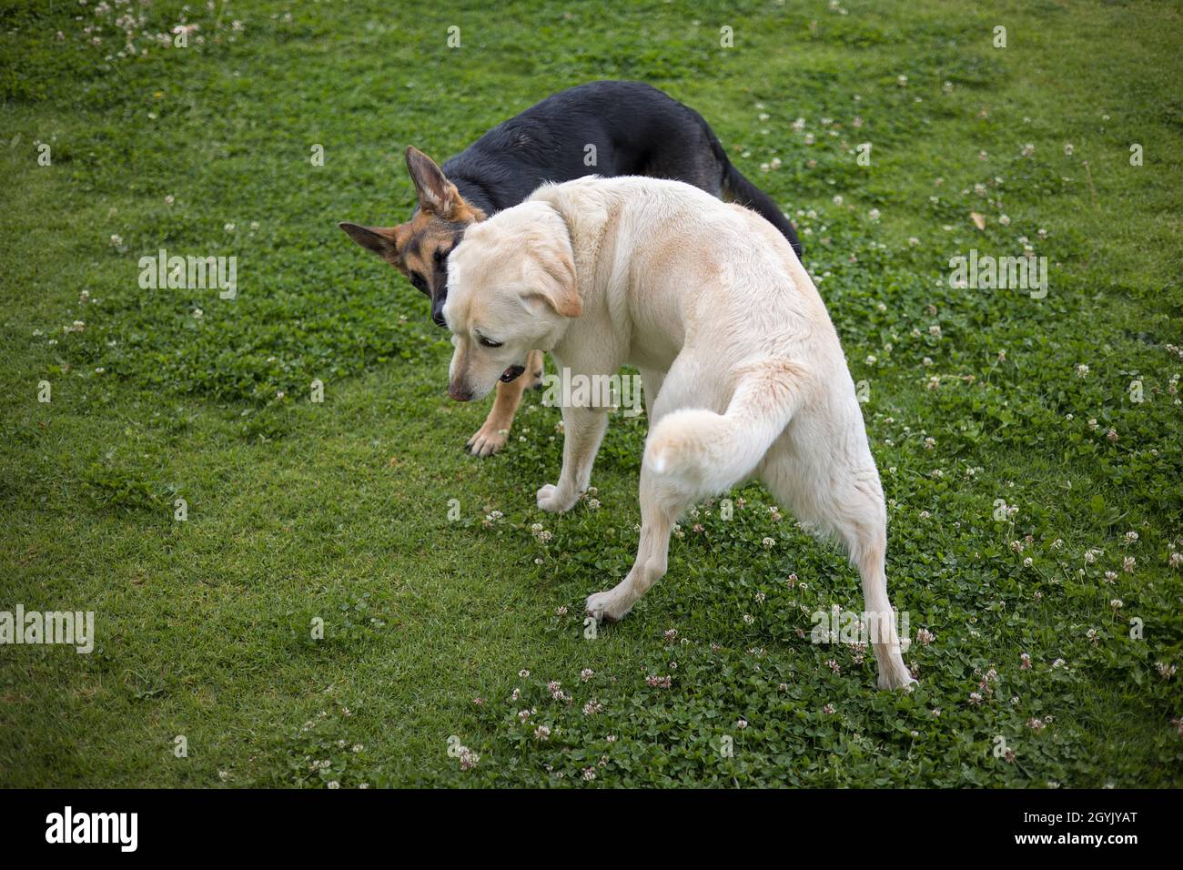 Labrador and German Shepherd playing together Stock Photo