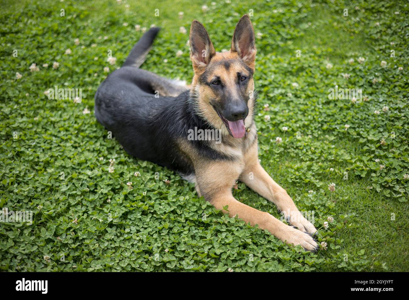 Young female German Shepherd dog relaxing Stock Photo