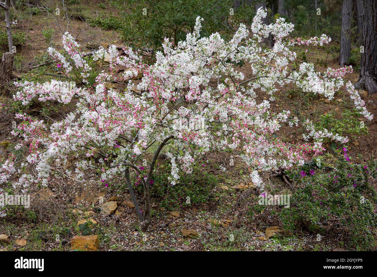 Chinese crabapple flowers in bloom Stock Photo