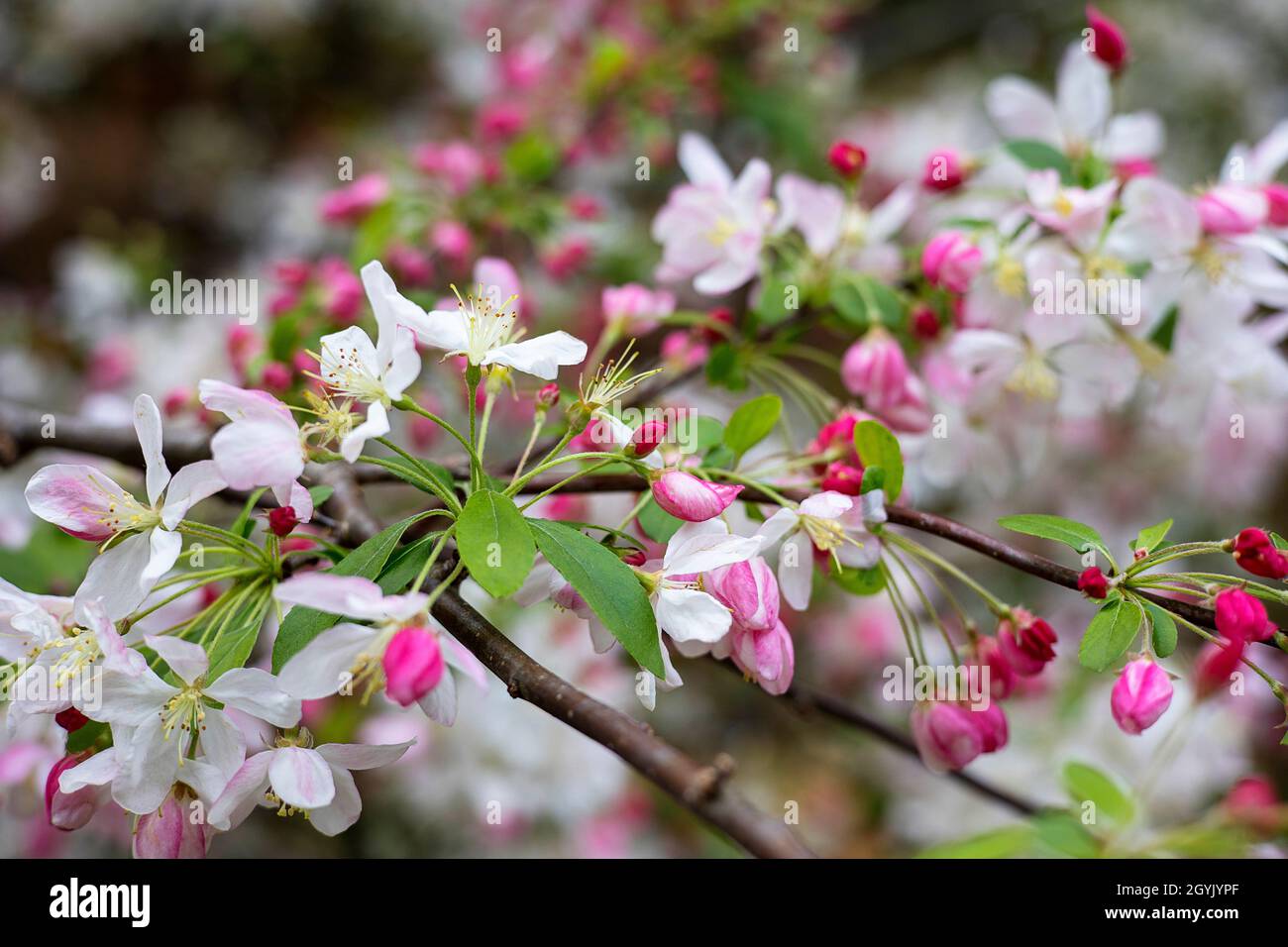 Chinese crabapple flowers in bloom Stock Photo
