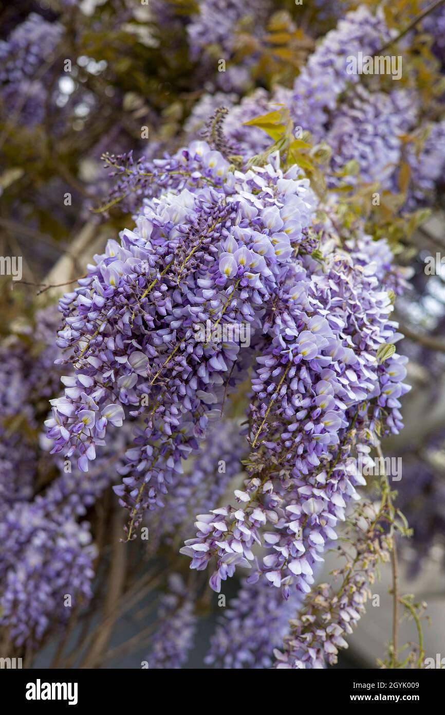 Purple pendulous racemes Wisteria flowers Stock Photo