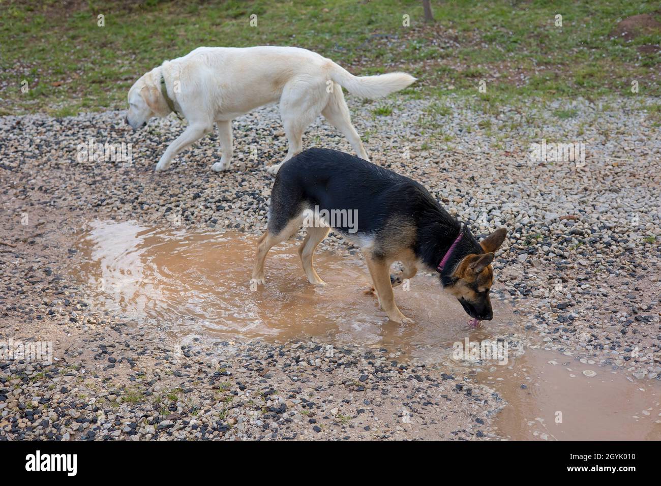 Labrador and German Shepherd dogs playing together Stock Photo
