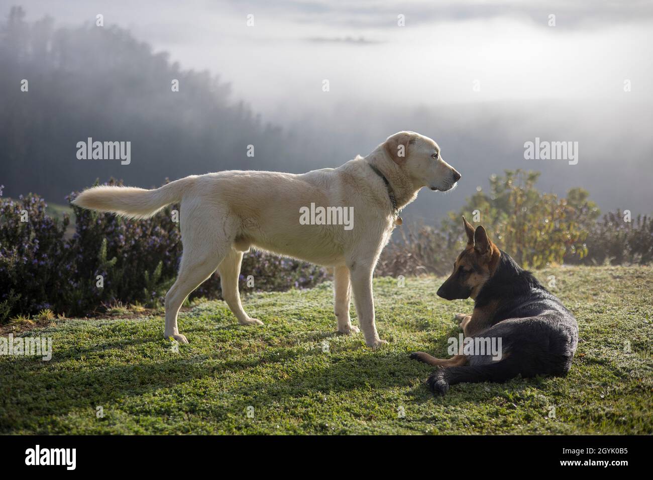 Labrador and German Shepherd playing together Stock Photo