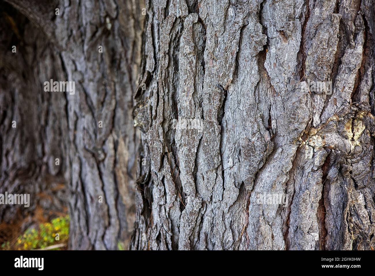 Close-up of pine tree bark. Stock Photo
