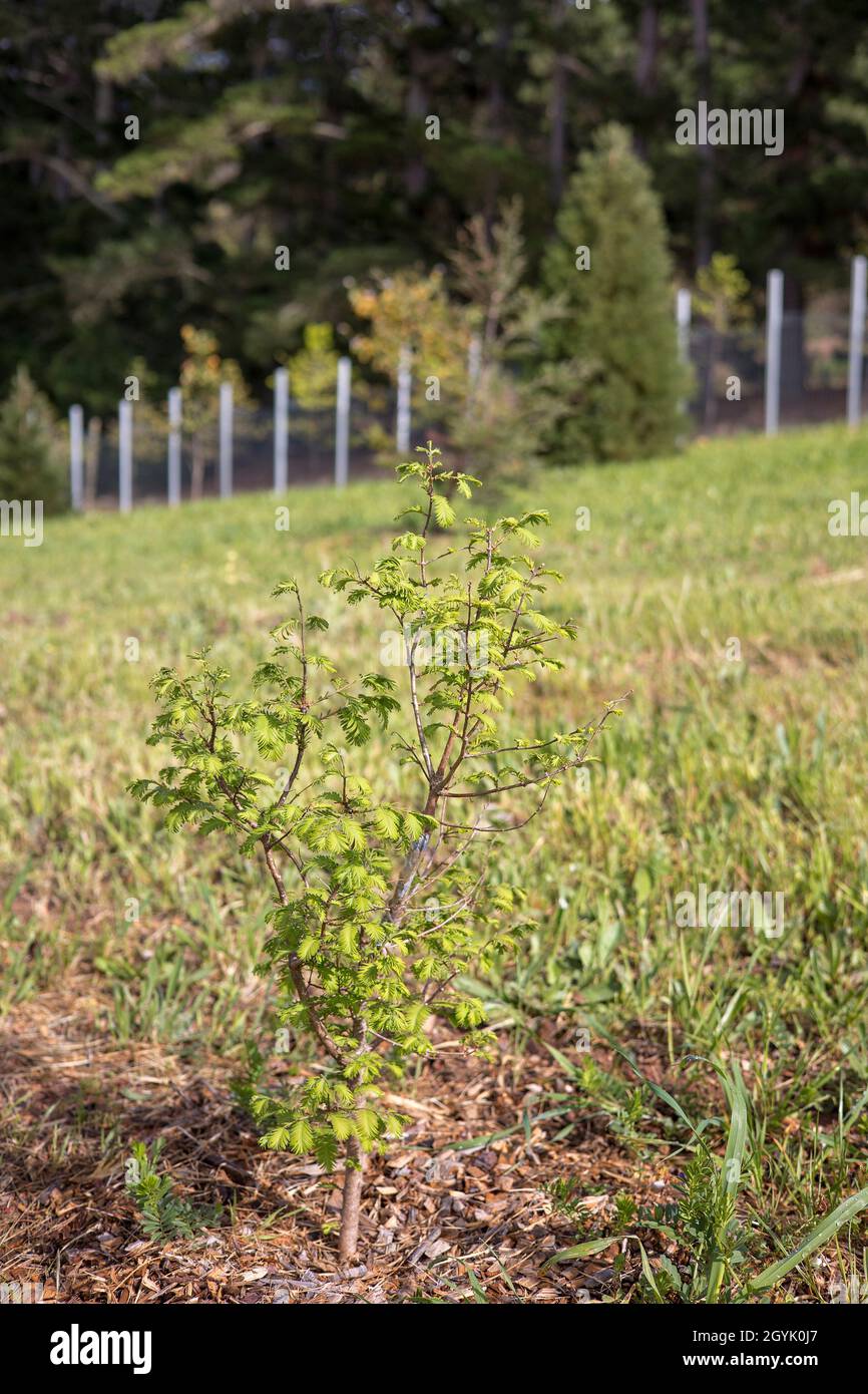 Sequoioideae, Metasequoia young redwood trees. Stock Photo