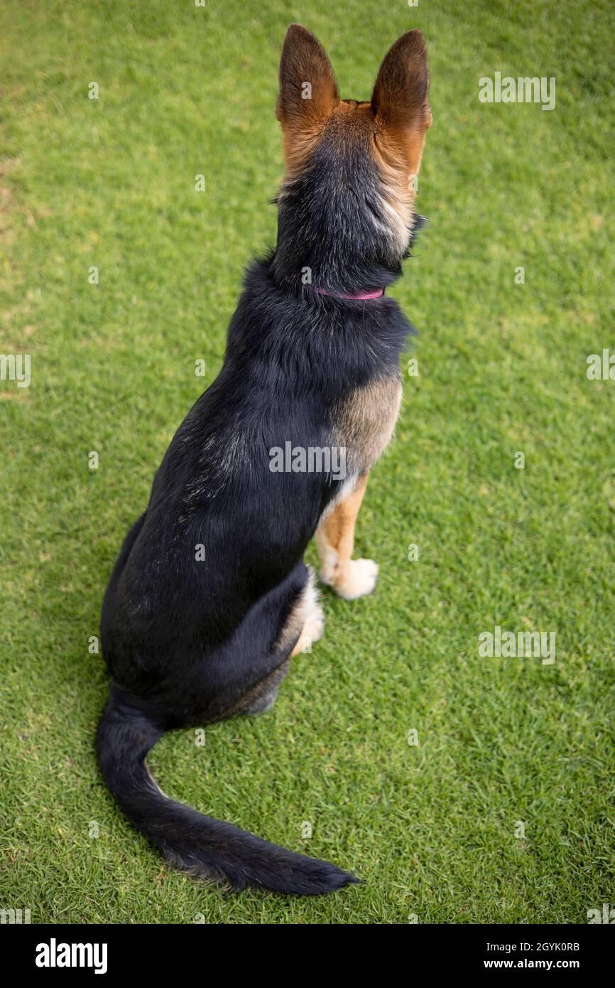 German Shepherd dog sitting on guard Stock Photo