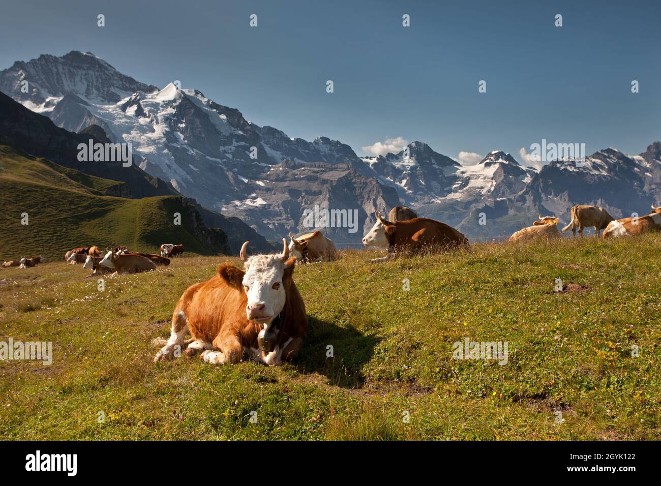 Cows and Jungfrau Stock Photo