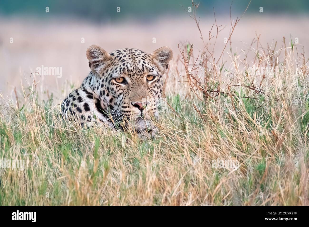 Leopard (Panthera pardus) portrait staring angrily into camera, Okavango Delta, Botswana Stock Photo