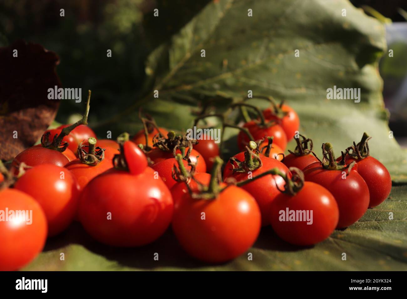 Beautiful shot of freshly picked cherry tomatoes on a leaf in a garden Stock Photo