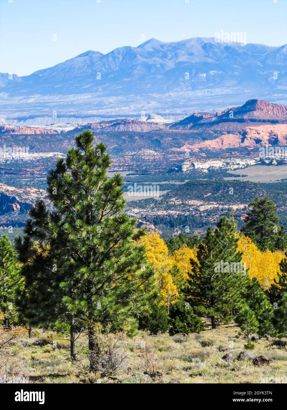 View over Boulder Mountain and other mountains of the Aquarius Plateau, Utah, USA, with evergreen Pines and Quaking Aspen, in their golden Fall colors Stock Photo