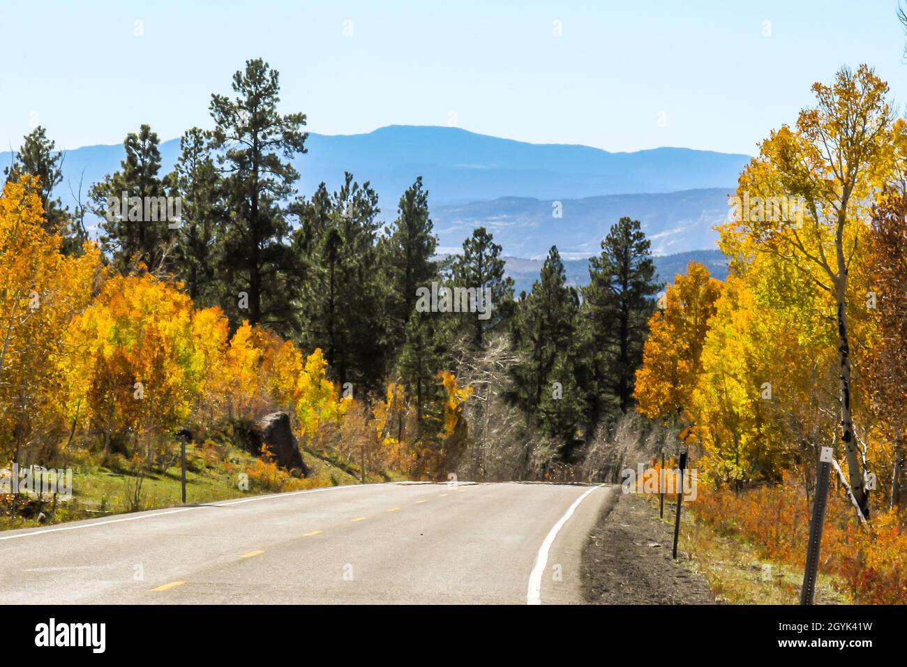 Highway lined with Aspen in their golden fall colors and tall fir and pine trees, in the Dixie National forest, Utah, USA Stock Photo