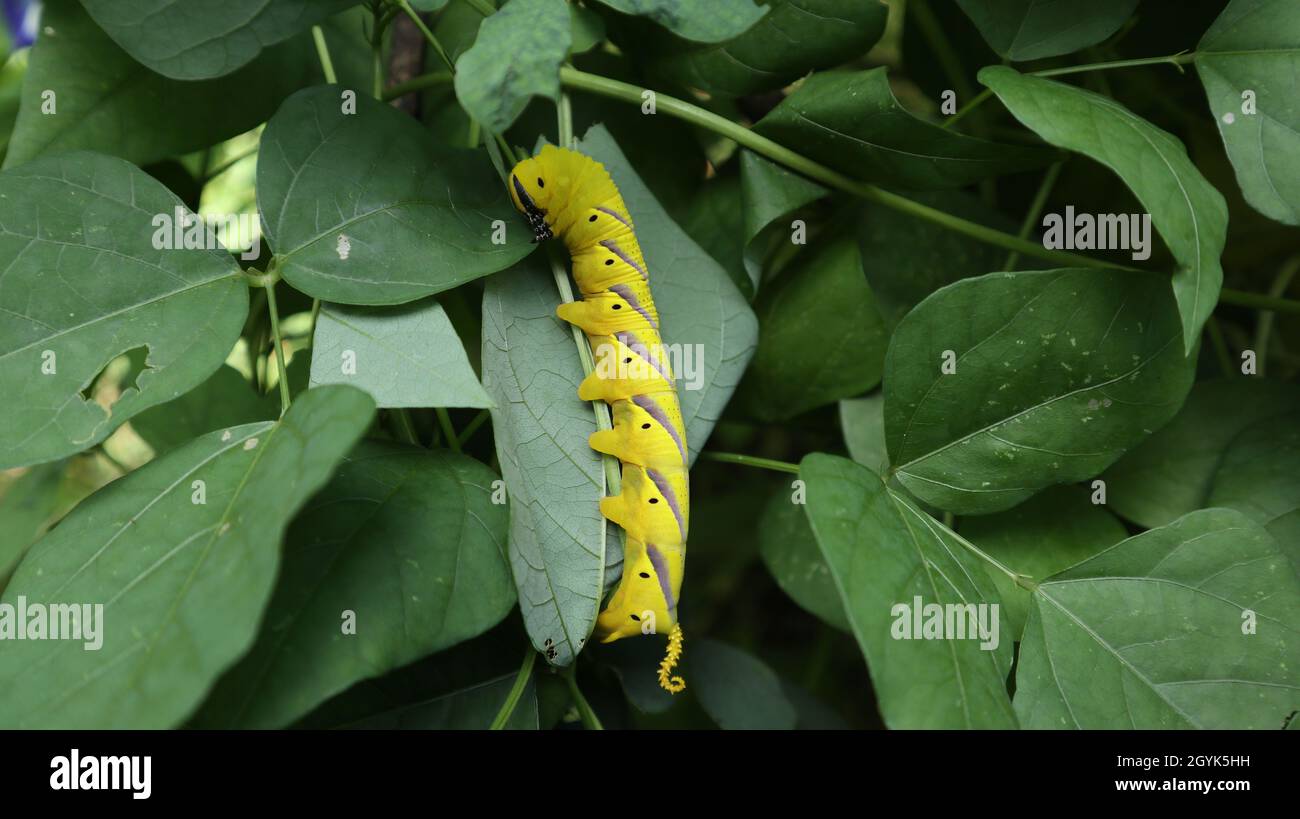 Close up of a large yellow caterpillar (death's head hawk moth's larval stage) with purple stripes on the body eating a winged bean leaf Stock Photo