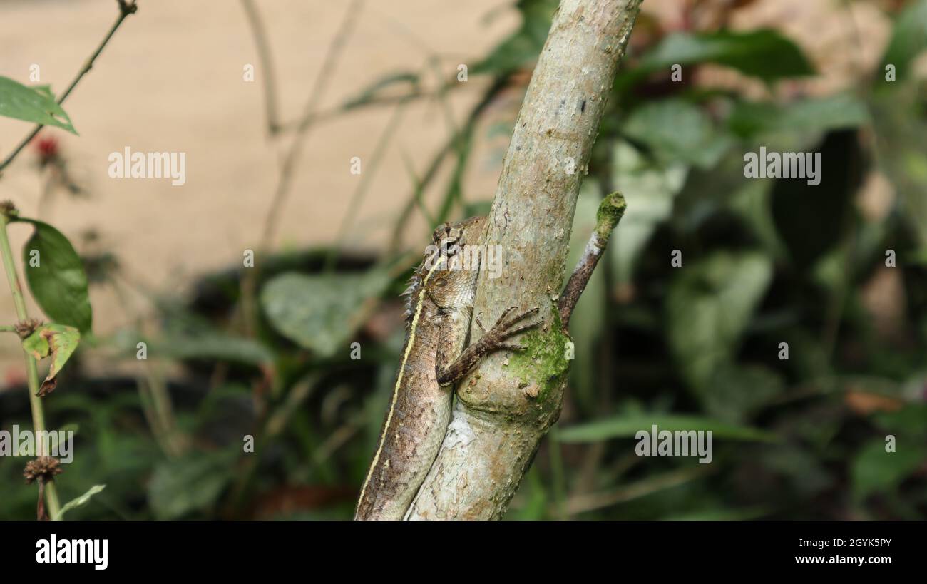 Medium close up of a female oriental garden lizard's front part with the trunk Stock Photo