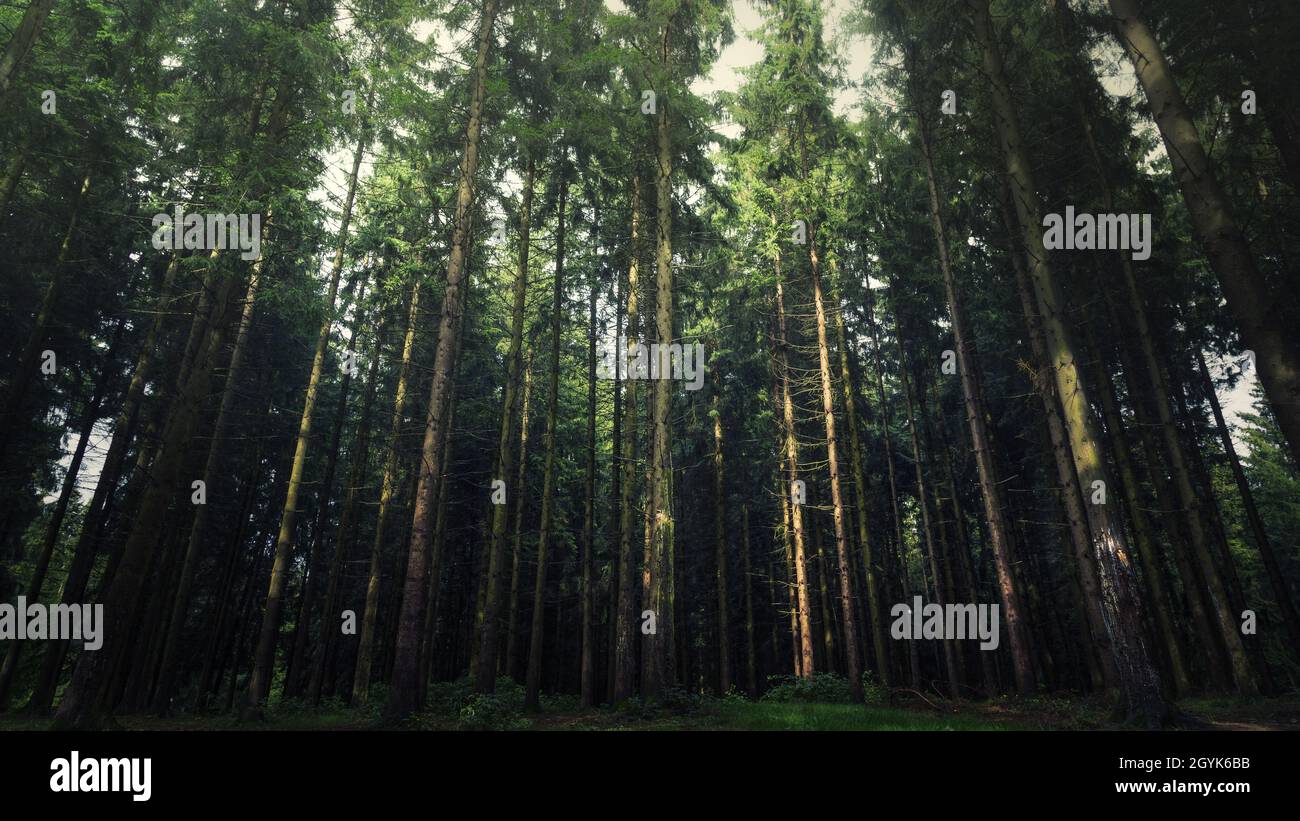 Low angle shot of tall trees growing in a forest Stock Photo - Alamy