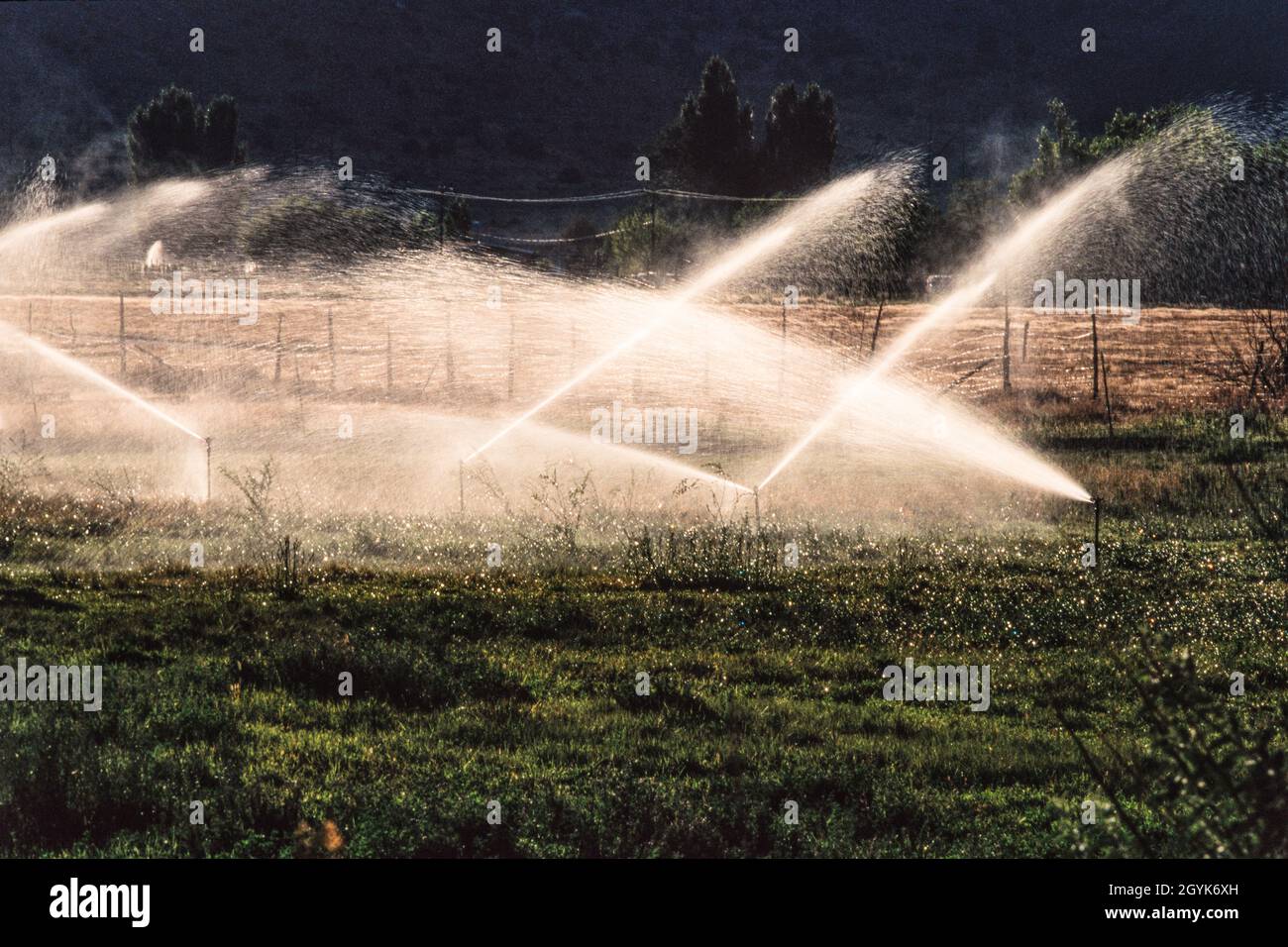 An irrigation sprinkler system watering a field of hay for feeding
