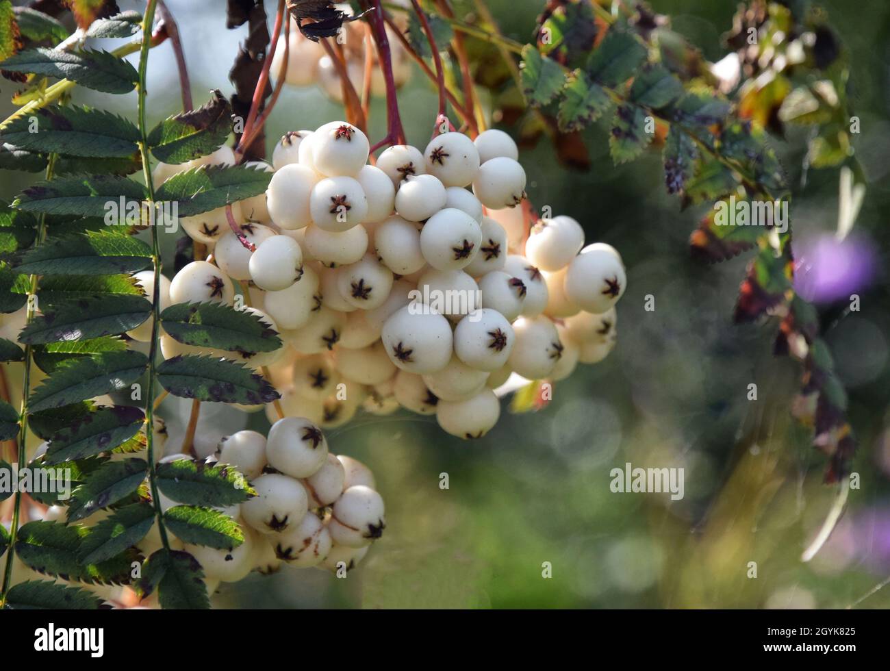 white berries, Sorbus cashmiriana Tree Stock Photo