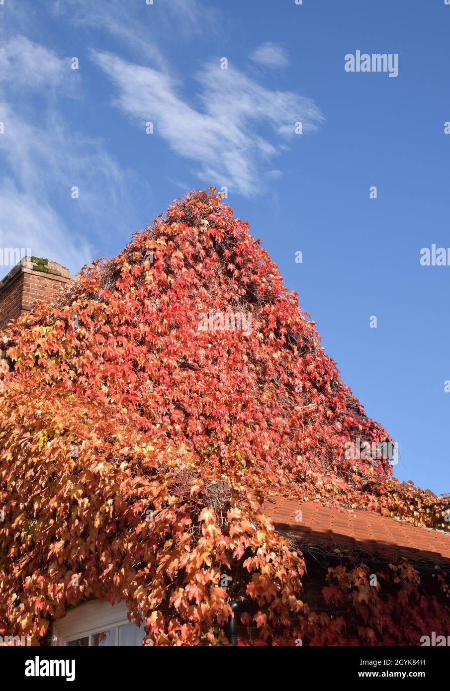 House Covered In Virginia Creeper Suffolk England Stock Photo Alamy House Covered In Virginia Creeper Suffolk England Stock Photo Alamy