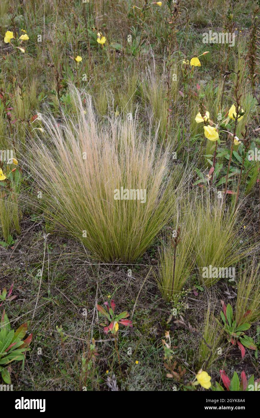 Backdrop of wild grasses hi-res stock photography and images - Alamy