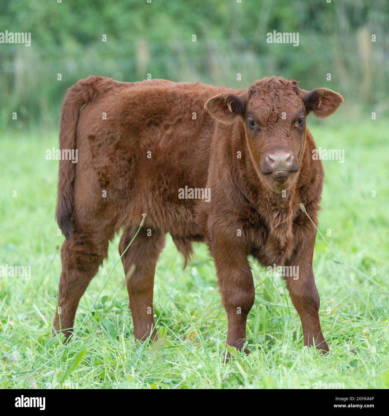 Red Devon Cattle calf Stock Photo