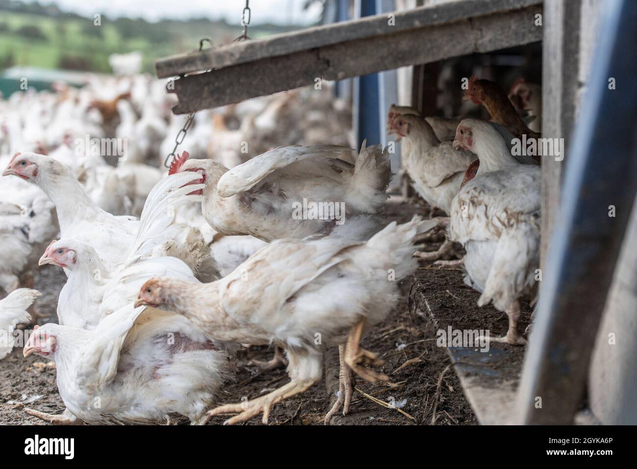 free range poultry unit Stock Photo